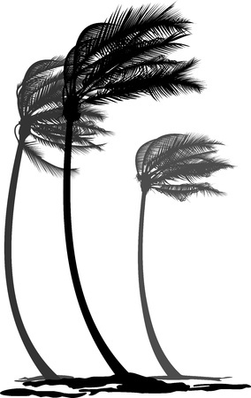 18659962 - black and white illustration of tree palms in the wind