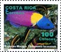 Cortez-Rainbow-Wrasse-Thalassoma-lucasanum Cortez-Rainbow-Wrasse-Thalassoma-lucasanum