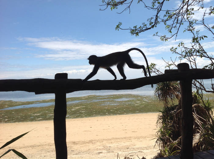 monkey2 © S Elsworth 2018