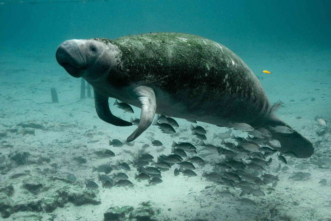 A dugong. How could we miss this? photo PublicDomainImages / pixabay