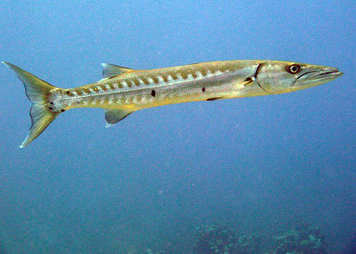 barracuda. Photo macg pixabay