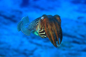 Cuttlefish. Copyright: <a href='https://www.123rf.com/profile_aquafun'>aquafun / 123RF Stock Photo</a>