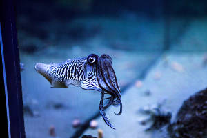 Squid. Copyright: <a href='https://www.123rf.com/profile_zoranphotographer'>zoranphotographer / 123RF Stock Photo</a>