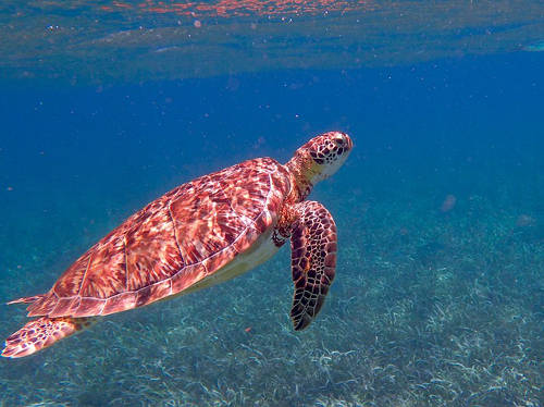turtle off belize. Photo: taylorlekamp pixabay