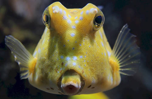 boxfish. Photo pixabay / skeeze