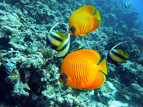 Butterflyfish, with bannerfish in background. Photo pixabay/joakant
