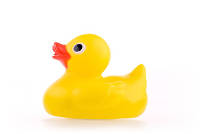 duck12