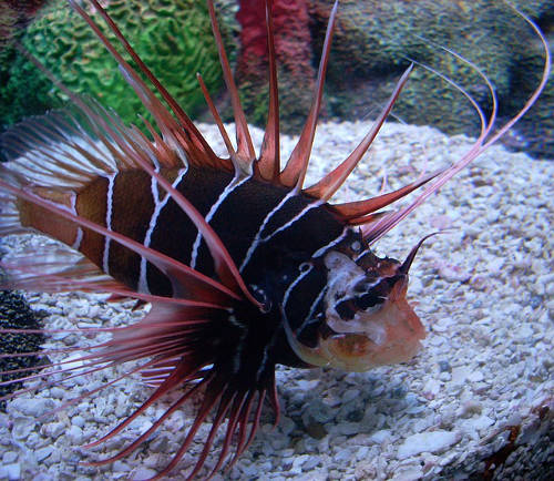 lionfish. Photo pixabay /skeeze