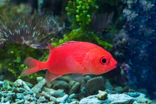Squirrelfish. Copyright: <a href='https://www.123rf.com/profile_engabito'>engabito / 123RF Stock Photo</a>