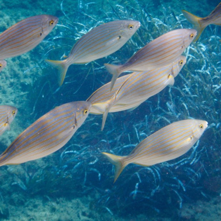 DSCN0037 Shoal of saupe - photo Gill Collins