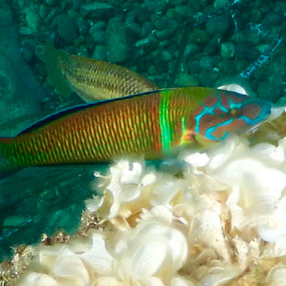 Screen Shot 2017-09-11 at 09.34.50 Ornate wrasse - Photo Gill Collins