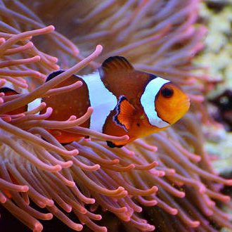 Clownfish - a type of anenomefish. Or Nemo. photo: conger design / pixabay